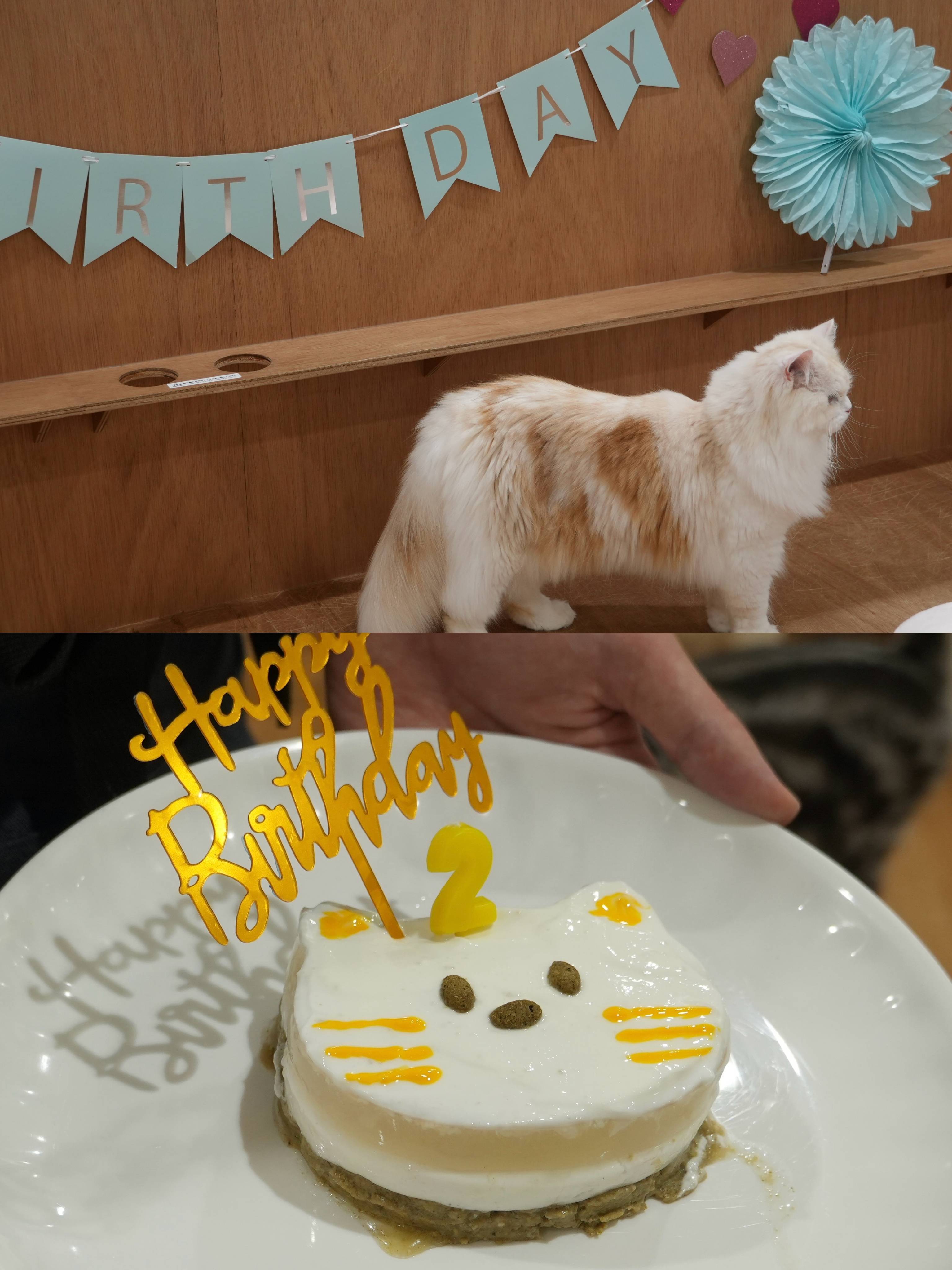 ネコちゃんのお誕生日会！！