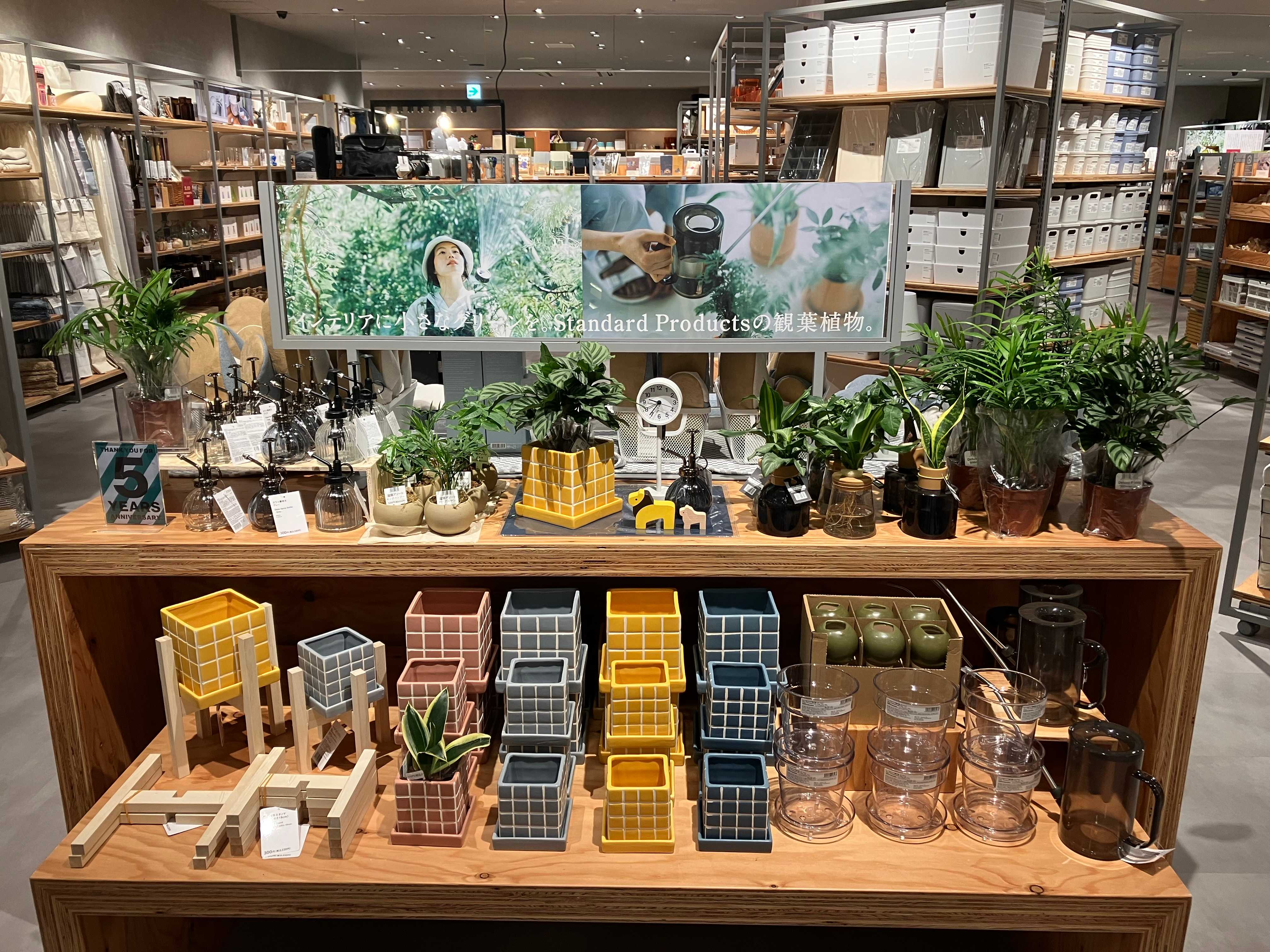 観葉植物がたくさん入荷しました！