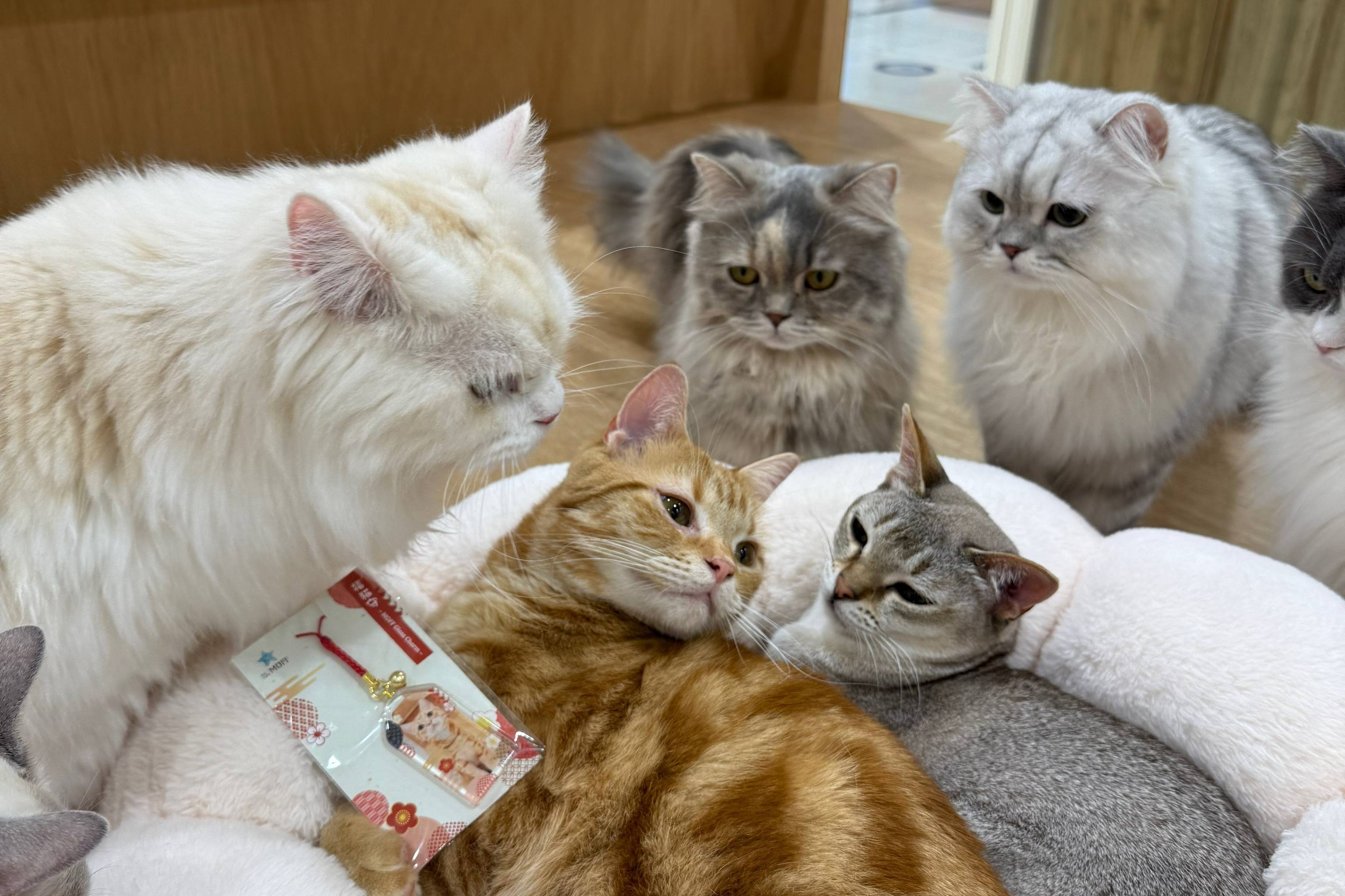 福猫守り販売中！！